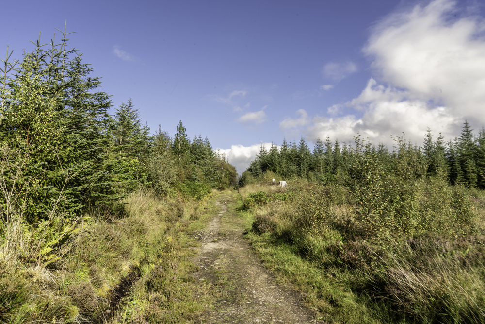 A forest path with long grass and trees on each side