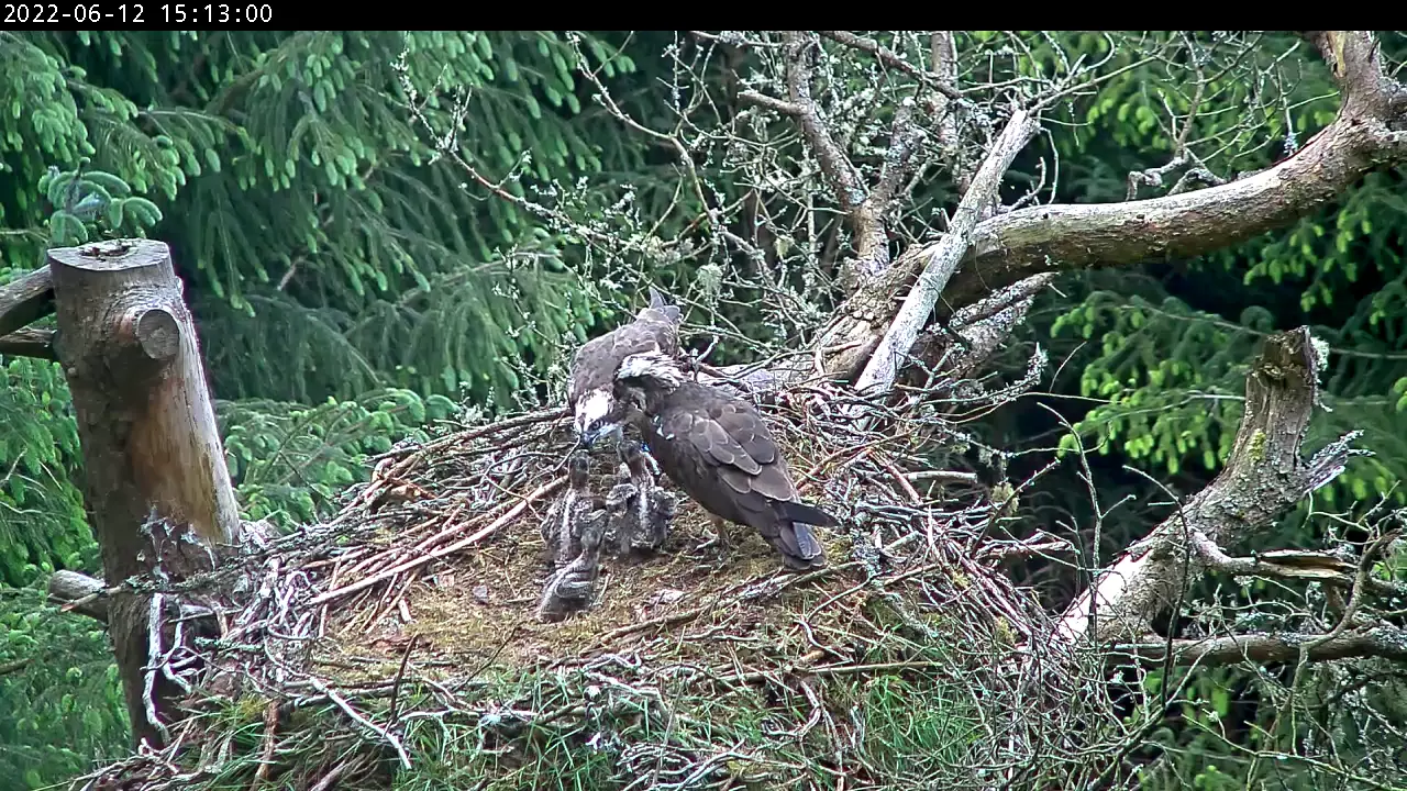 Adult osprey feeding chicks in nest