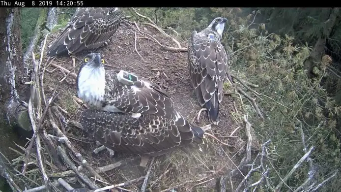 Two ospreys in a nest