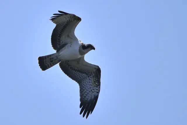 An osprey in flight