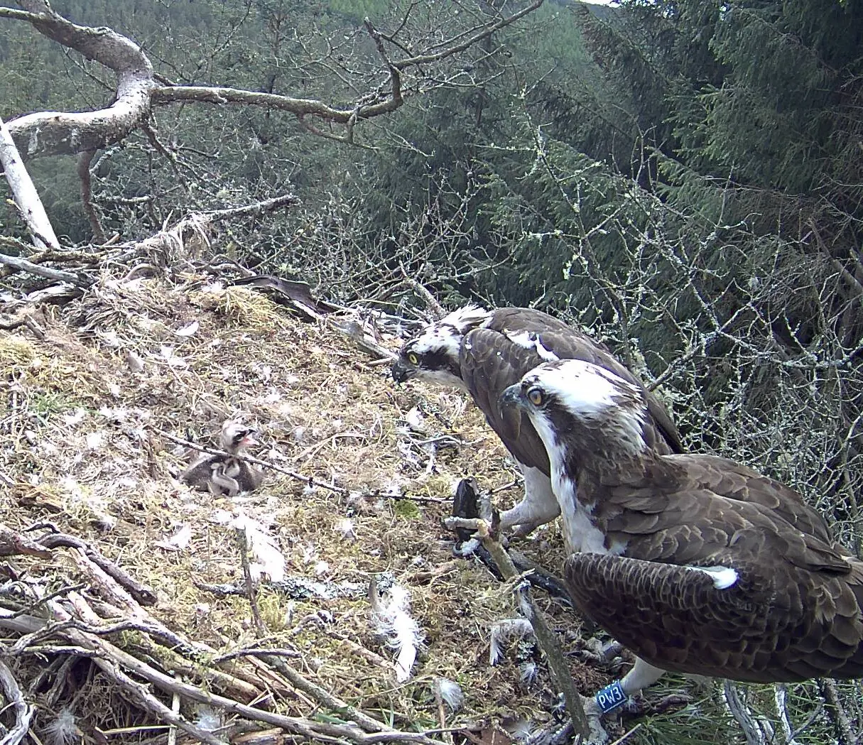 Osprey bringing fish to nest