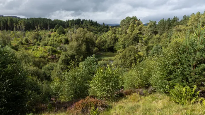 Trees on an undulating glacial landscape.