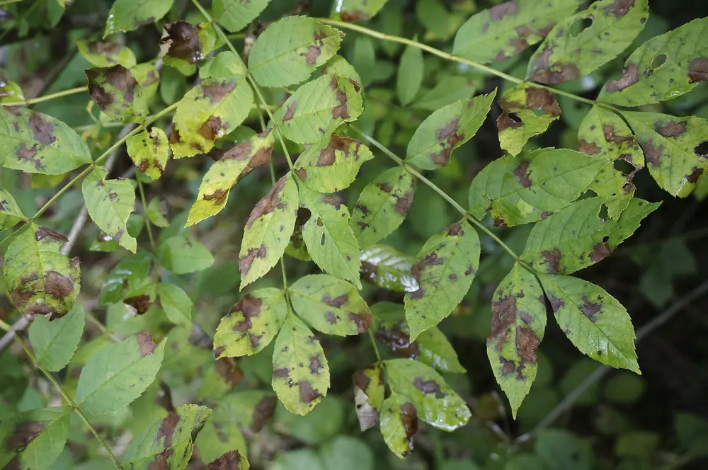 sick ash leaves