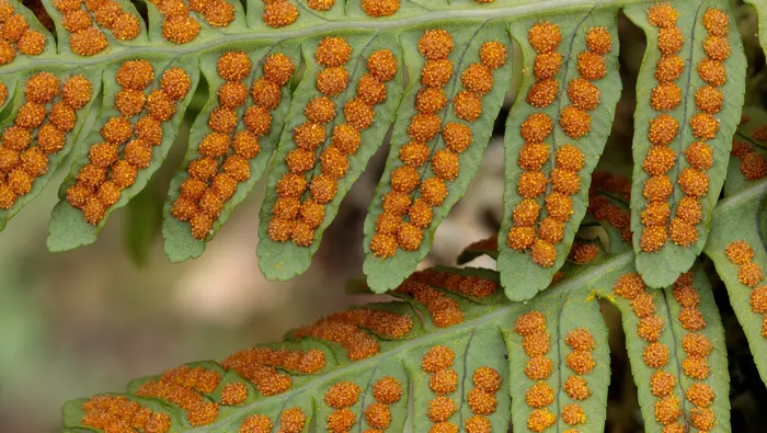 Underside of polypody fern