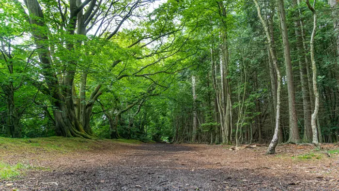 A wide road with large beach trees and a mixed forest