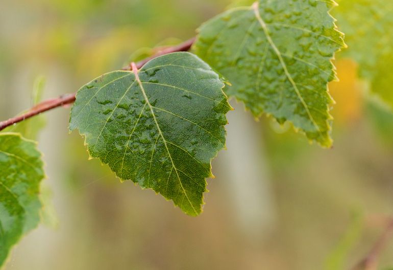 Birch leaves.