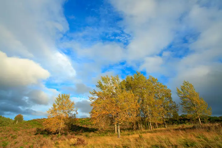 Aspen trees in autumn