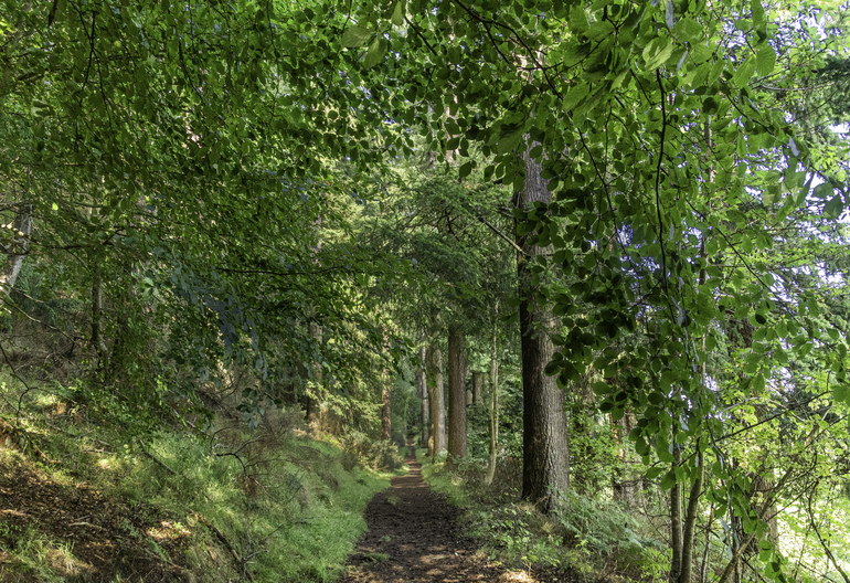 A walking path through trees