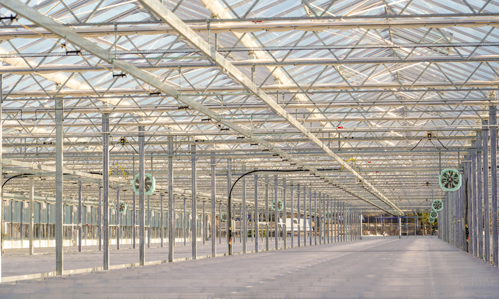 Inside a large glasshouse