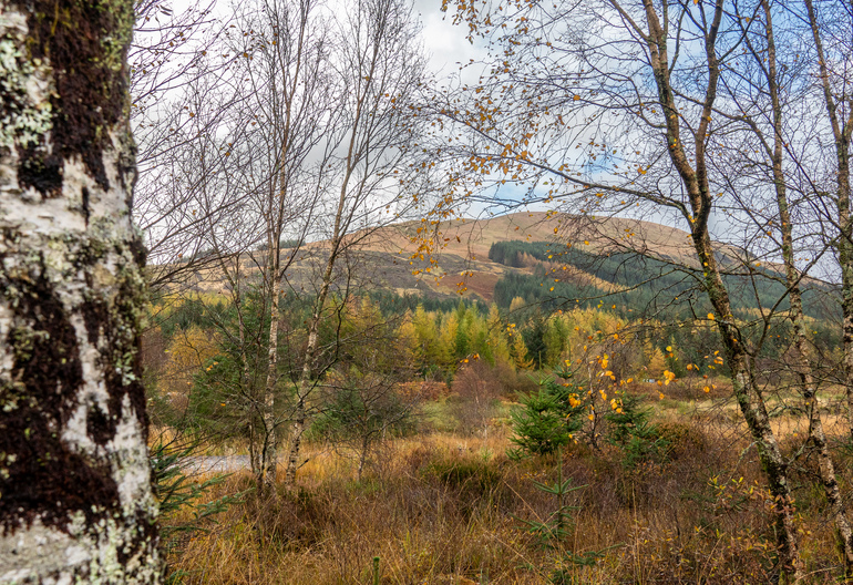 A forested hillside through autumn trees 