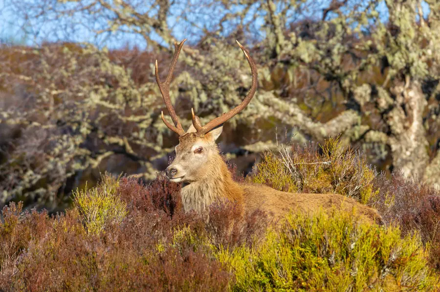 Red deer