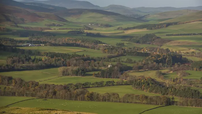 Fields and trees from a high viewpoint.