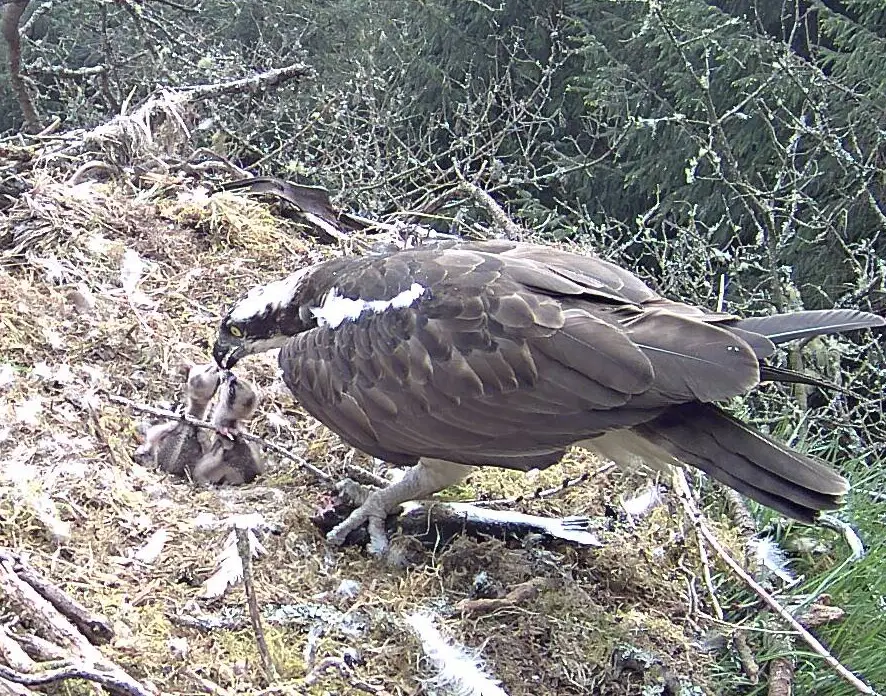 Osprey feeding its chicks in nest