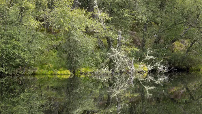 Reflections of broadleaved trees in a lochan.