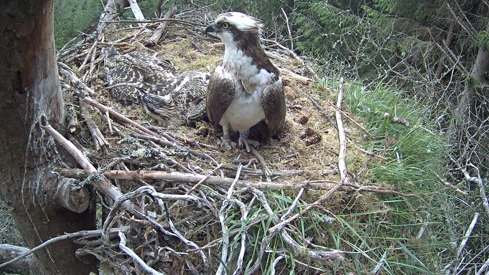 Osprey in nest