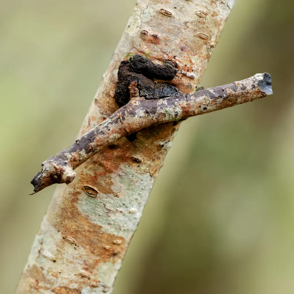 Glue fungus holding piece of deadwood against a branch.