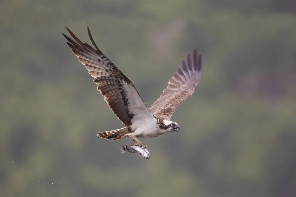 An osprey in flight with a fish clutched in it's talons