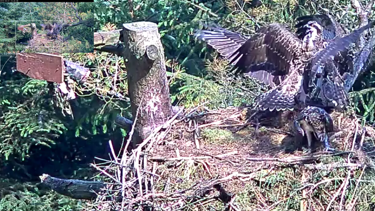 Ospreys fighting