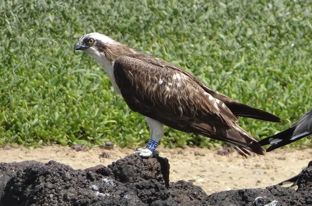 Osprey in Senegal