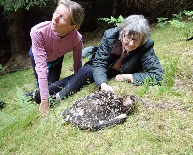 Two women look closely at an osprey