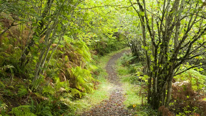 Path through a woodland.
