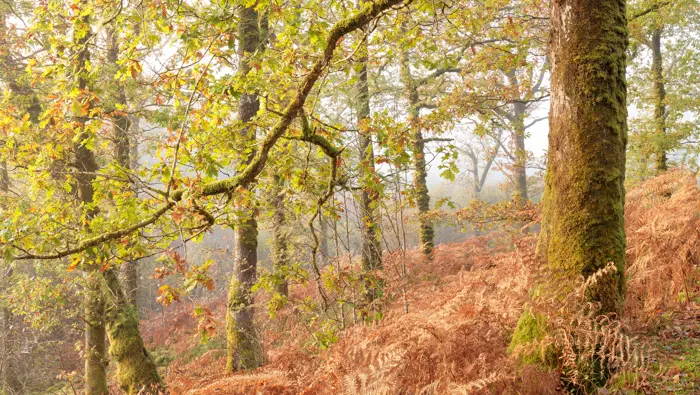 Oak woodland in autumn.