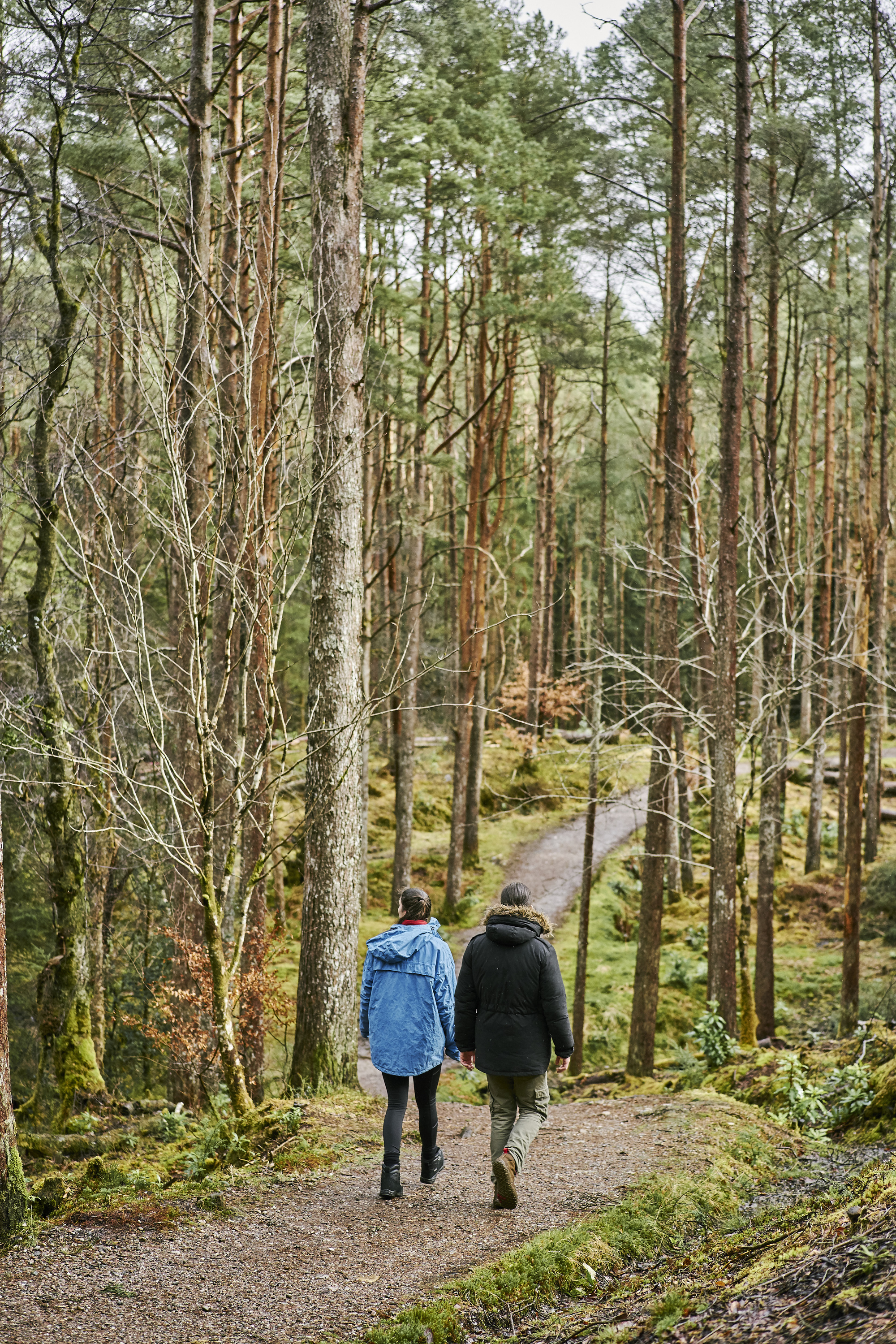 Rear view of young man in black jacket and young woman in blue waterproof jacket walking along woodland trail, flanked by tall trees, on a rainy day near Glencoe Lochan