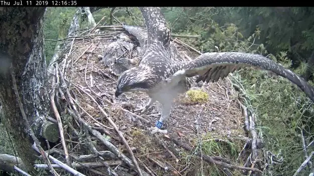 Osprey flapping its wings