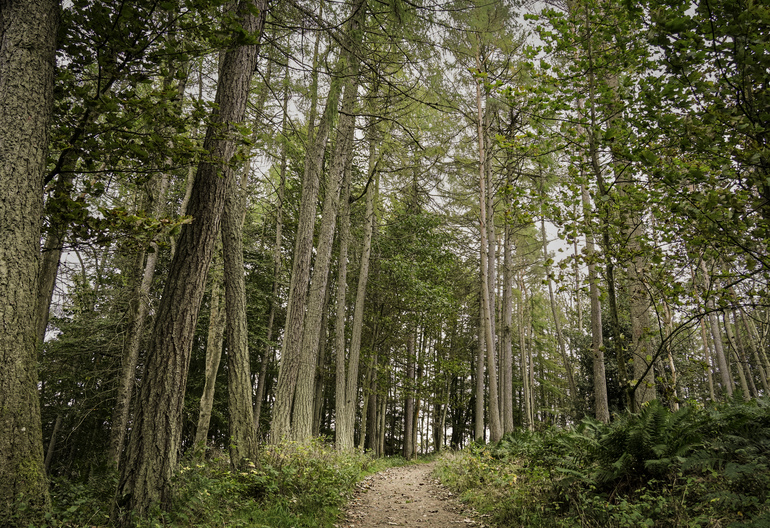 A path through autumn forest