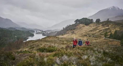 Drooping conifer branch