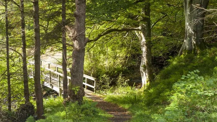 Path through a woodland leading to a small bridge.