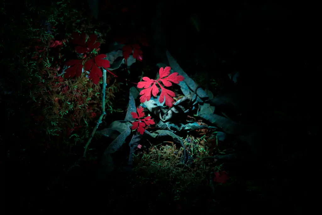 Plant under UV light with red leaves.