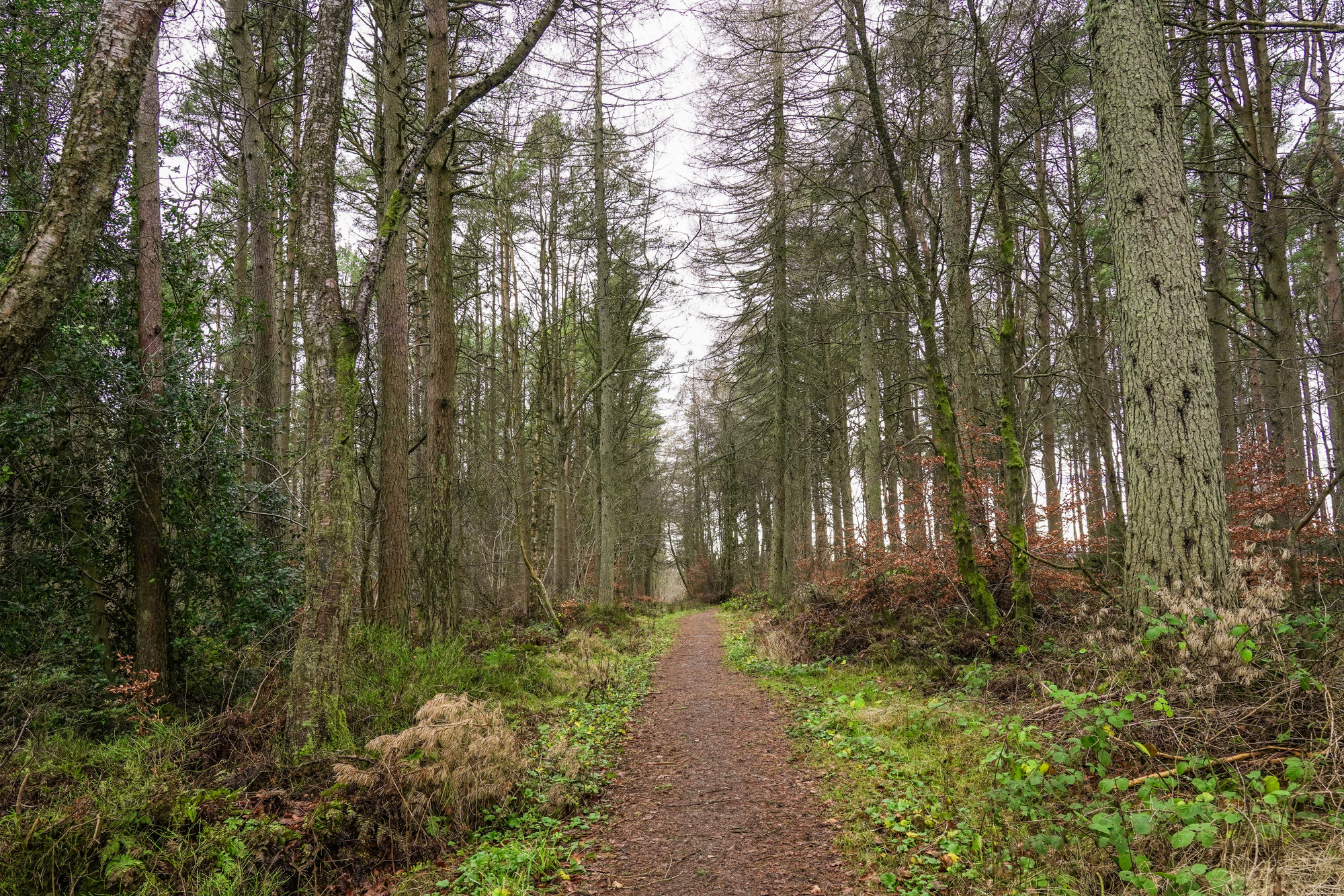 A straight path through a conifer forest in winter