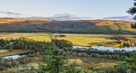 Drooping conifer branch