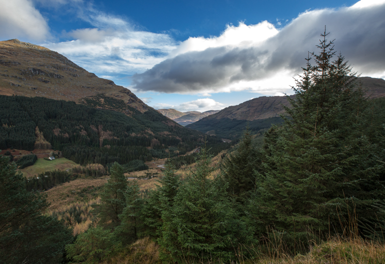 View of a mountain pass with conifer trees and native grass