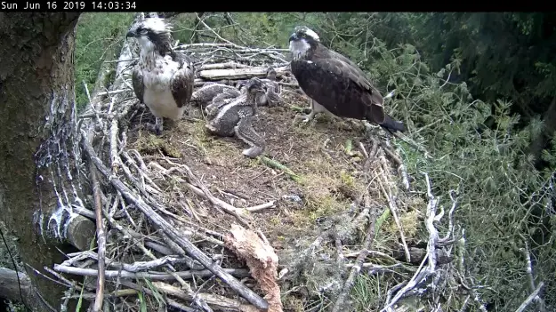 Osprey family in a nest