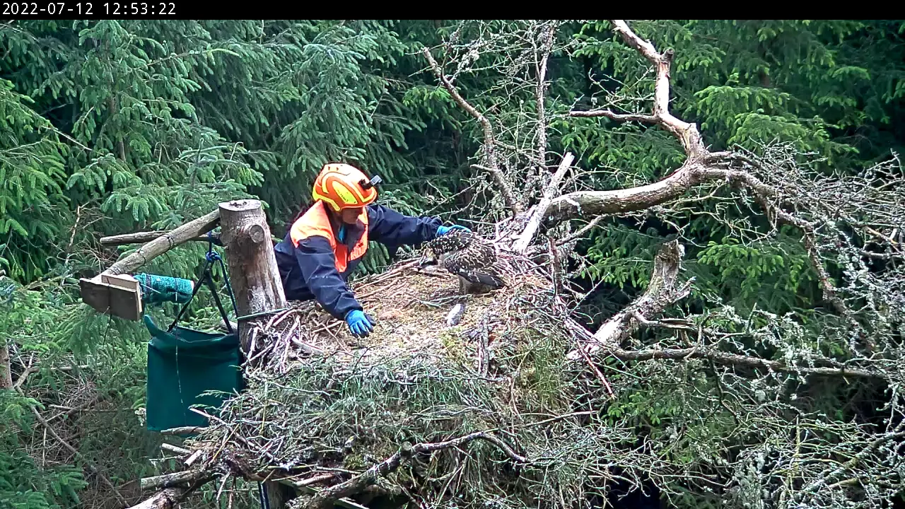 Man in helmet approaching large bird nest with chick