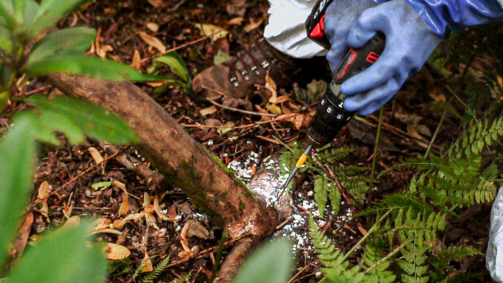 Hands wearing blue protective gloves drill into a Rhododendron ponticum stem.