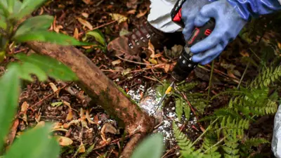 Hands wearing blue protective gloves drill into a Rhododendron ponticum stem.
