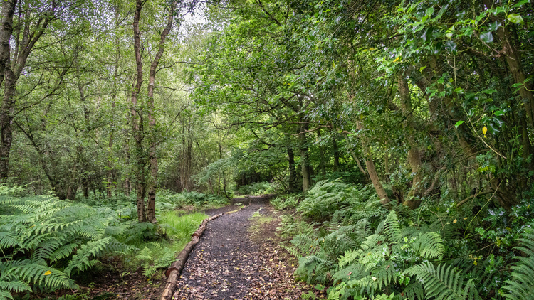  A mud path with logs runs through a fern mixed woodland