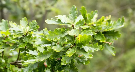 Close up of tree bark