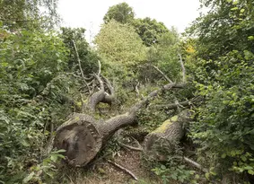 Fallen tree