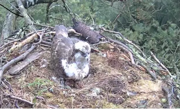 Osprey with feathers stuck to beak