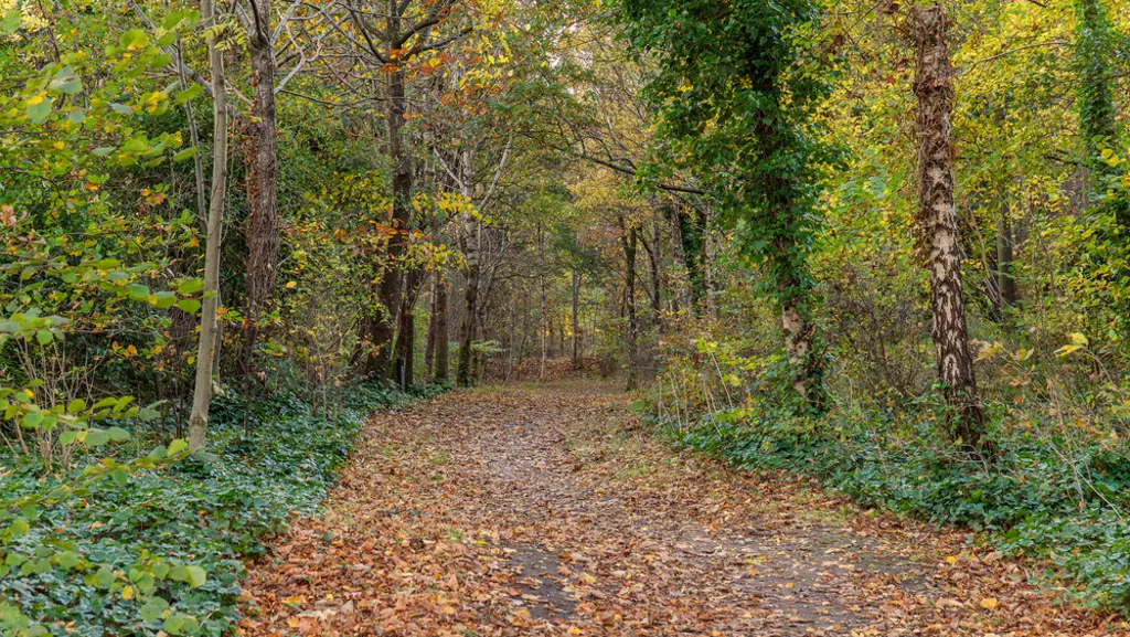 A forest walk in autumn.