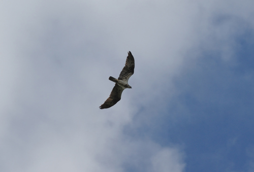 Female osprey in flight against blue sky with white clouds.