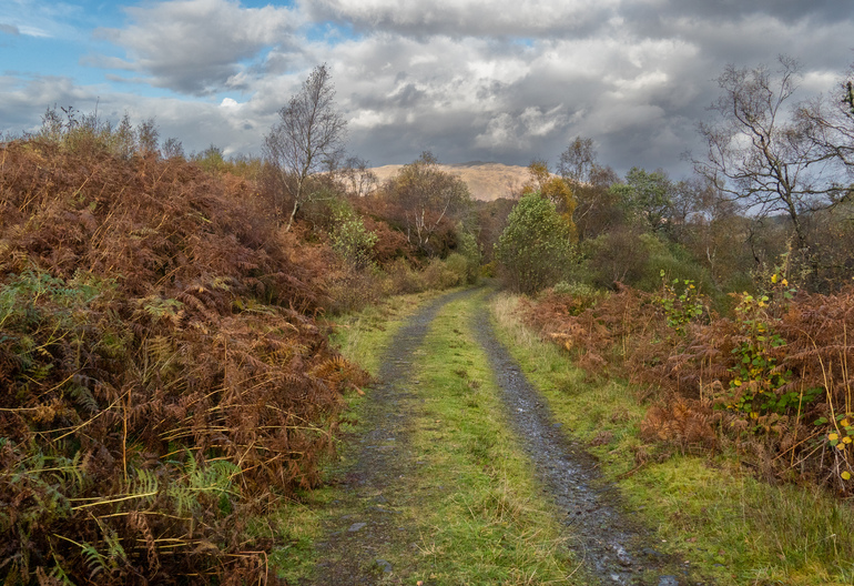 A forest road with ferns and trees in autumn 