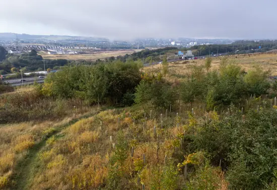 Young woodland with motorway in the background.