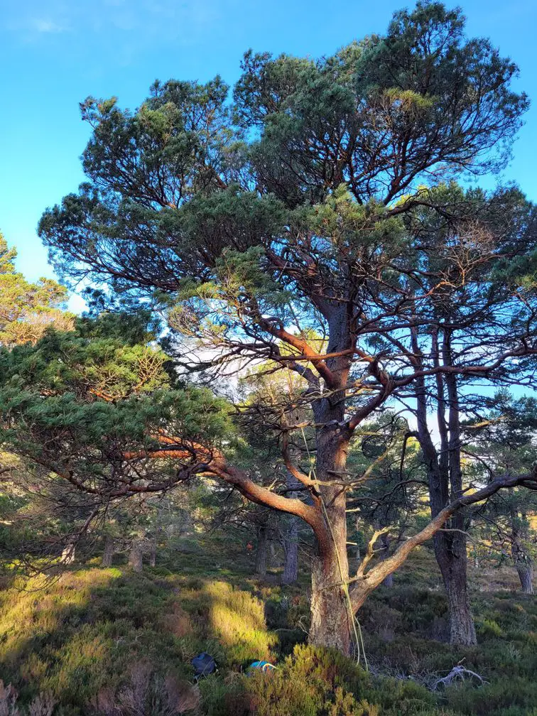 Pine tree with ropes hanging from upper limbs.