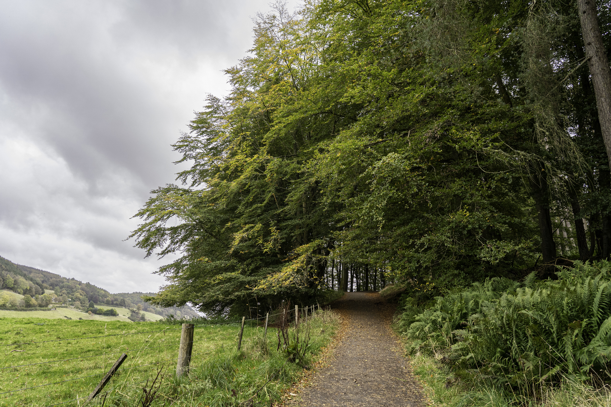 A path going into a forest with a field next to it