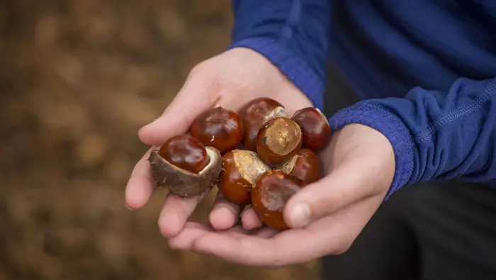  A person with conkers in their hands.